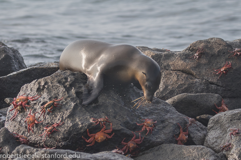 galapagos